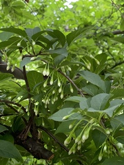 Styracaceae
