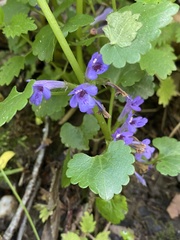 Glechoma hederacea