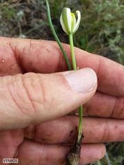 Albuca humilis