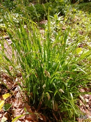 Melica nutans