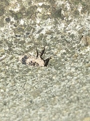 Gasterocercus longipes