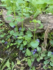 Glechoma hederacea