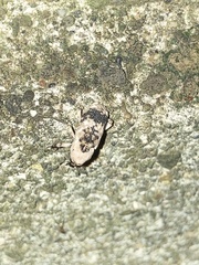 Gasterocercus longipes