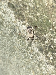 Gasterocercus longipes