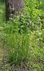 Alopecurus pratensis pratensis