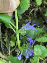 Glechoma hederacea