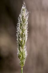 Alopecurus pratensis pratensis