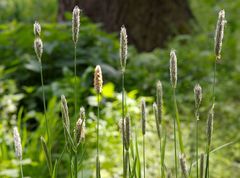 Alopecurus pratensis pratensis