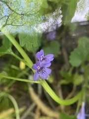 Glechoma hederacea