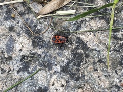 Pyrrhocoris apterus