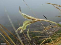 Gladiolus longicollis