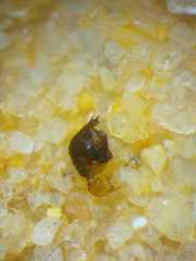 Episinus