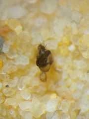Episinus