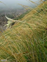 Gladiolus longicollis