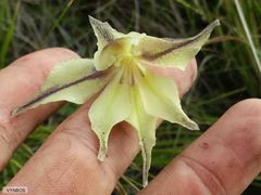 Gladiolus longicollis