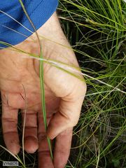 Gladiolus longicollis