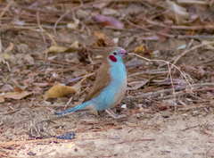 Uraeginthus bengalus