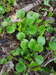 Pyrola rotundifolia