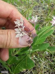 Asclepias humilis