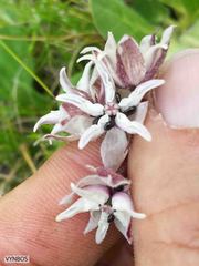 Asclepias humilis