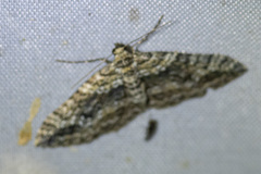 Aponotoreas