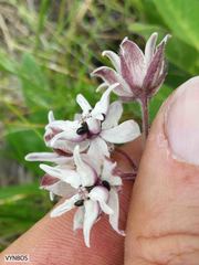 Asclepias humilis