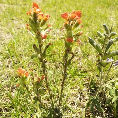 Castilleja glandulosa