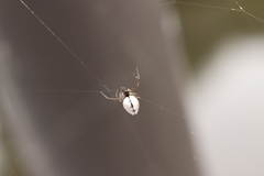 Argyrodes bonadea