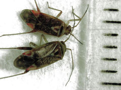 Diomocoris