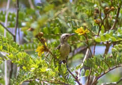 Cinnyris pulchellus