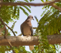 Streptopelia senegalensis