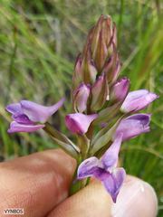 Disa stricta