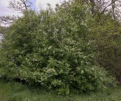 Prunus padus