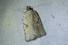 Meritastis polygraphana