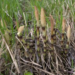 Equisetum telmateia