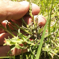 Castilleja glandulosa
