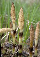 Equisetum telmateia