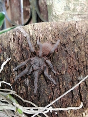 Pseudoschizopelma