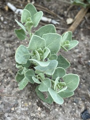 Chenopodium incanum