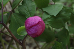 Paeonia obovata