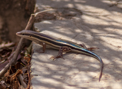Trachylepis quinquetaeniata