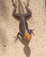Agama agama