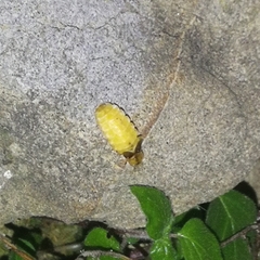 Lamprohiza mulsantii