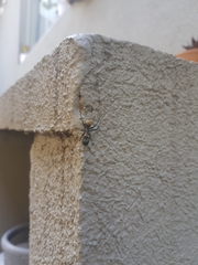 Camponotus sericeiventris