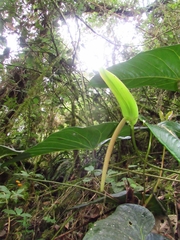 Araceae