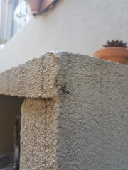 Camponotus sericeiventris