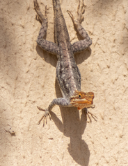 Agama agama