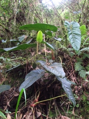Araceae