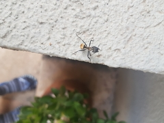 Camponotus sericeiventris