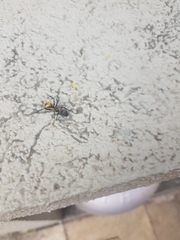 Camponotus sericeiventris